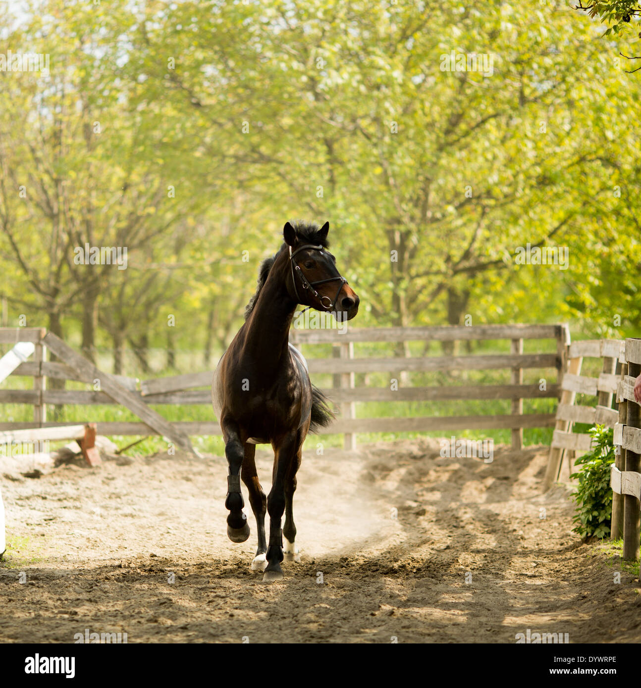 Running horse Stock Photo