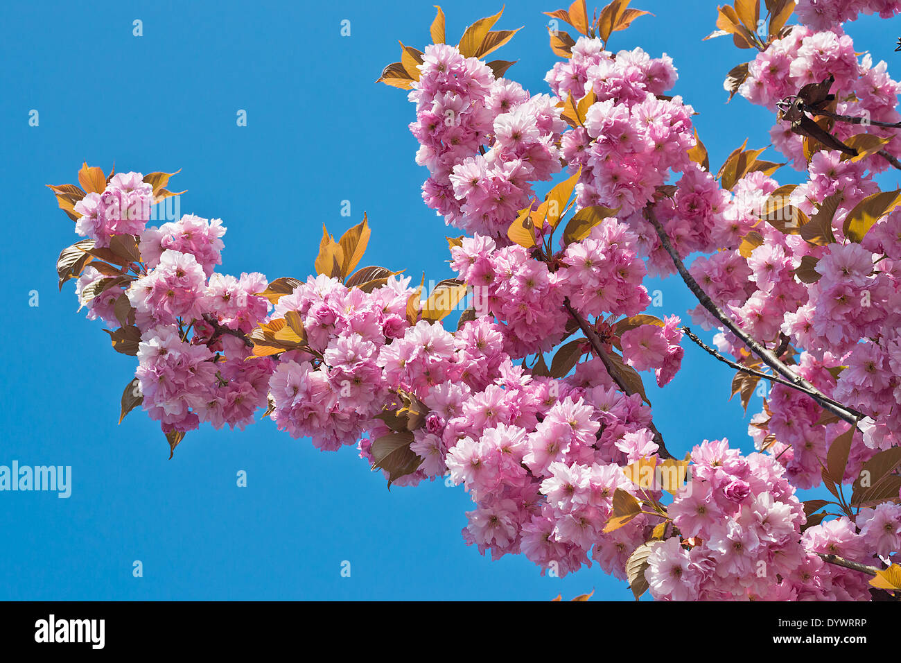 Horizontal pink cherry blossoms hi-res stock photography and images - Alamy