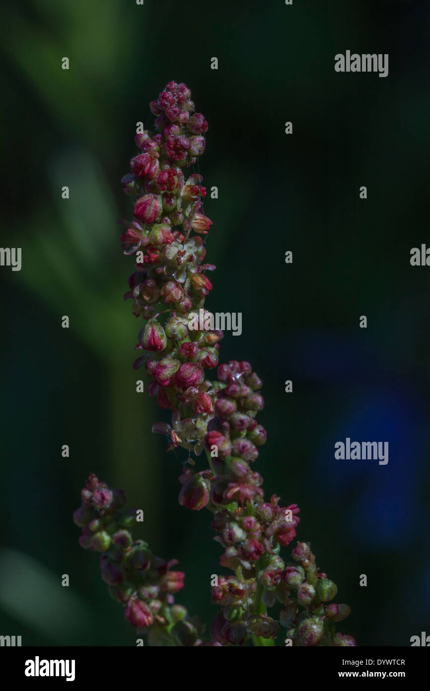 Flowerbud / flower mass of Common Sorrel / Rumex acetosa. Stock Photo