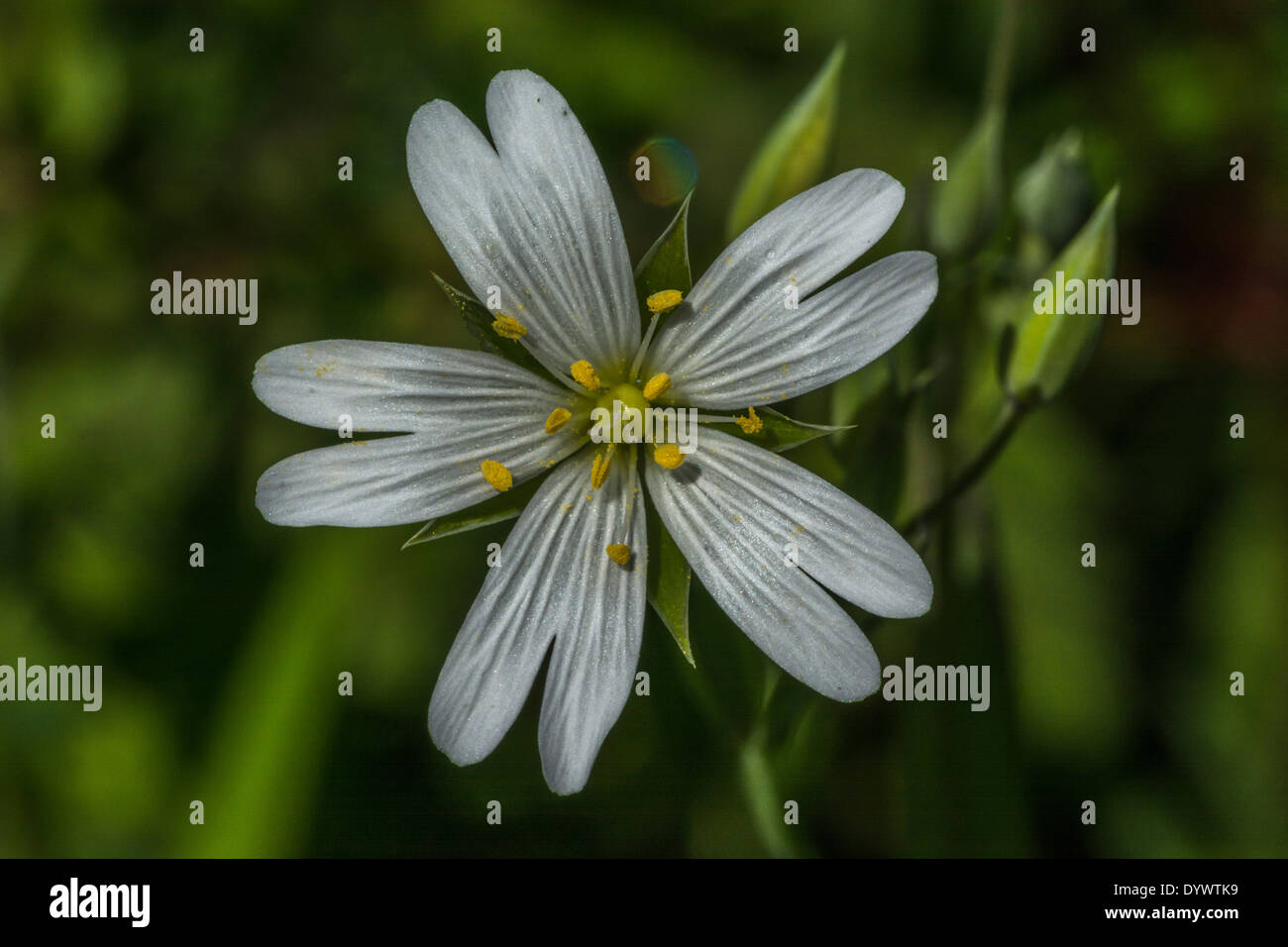 Flower of Greater Stitchwort / Stellaria holostea. Former medicinal plant used in herbal remedies. Stock Photo
