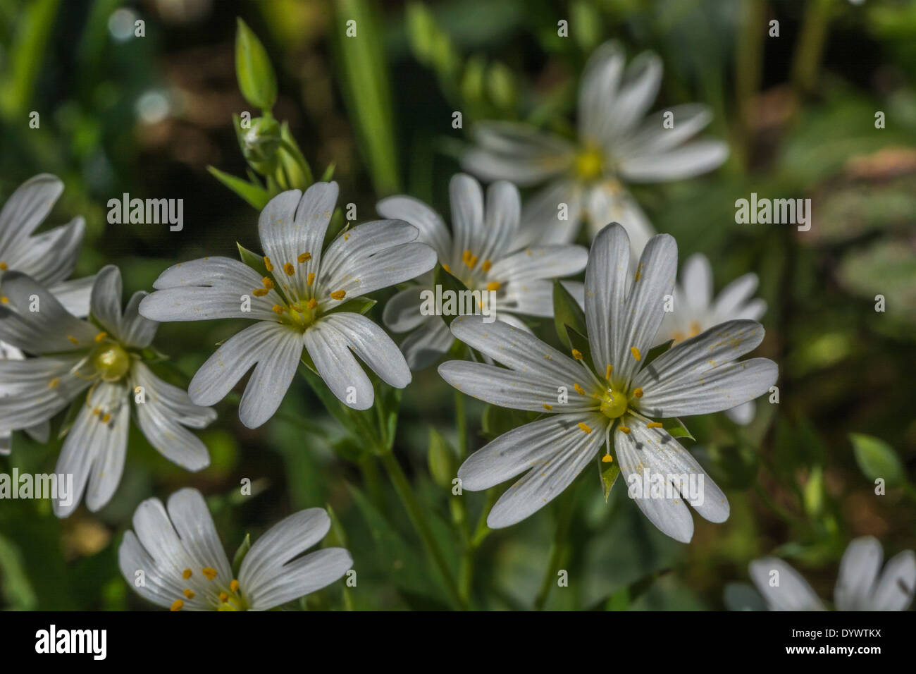 White flowers of Greater Stitchwort / Stellaria holostea. Former medicinal plant used in herbal remedies. Stock Photo