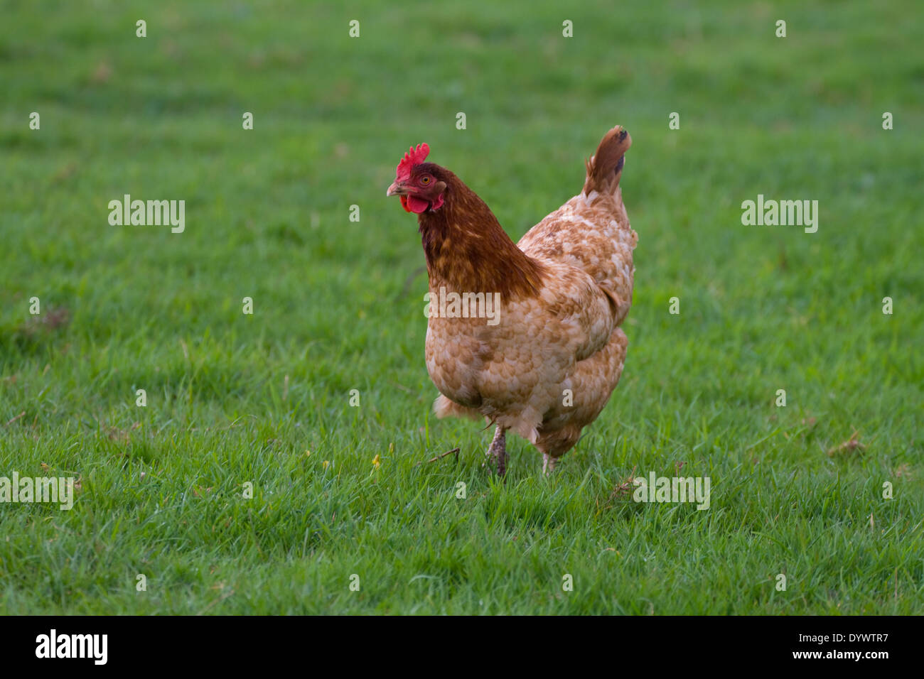 Single brown  hen in field Stock Photo