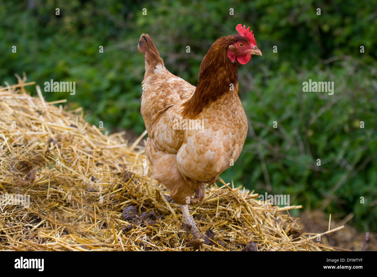 Brown Hen perched on pile of straw. UK Stock Photo