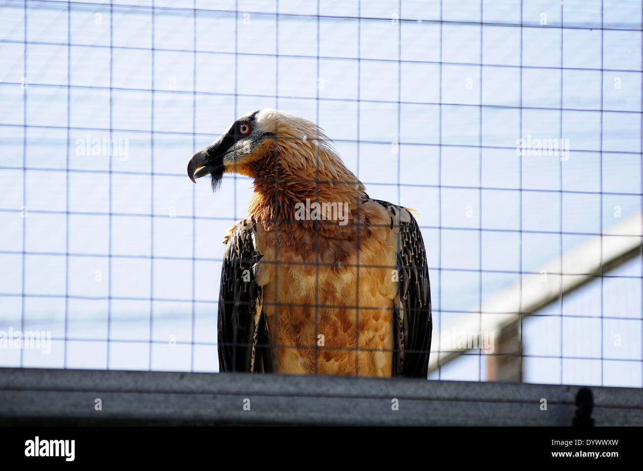 Horizontal portrait of Bearded Vulture, Gypaetus barbatus, captive on a recovery center. Catalonia. Spain. Stock Photo
