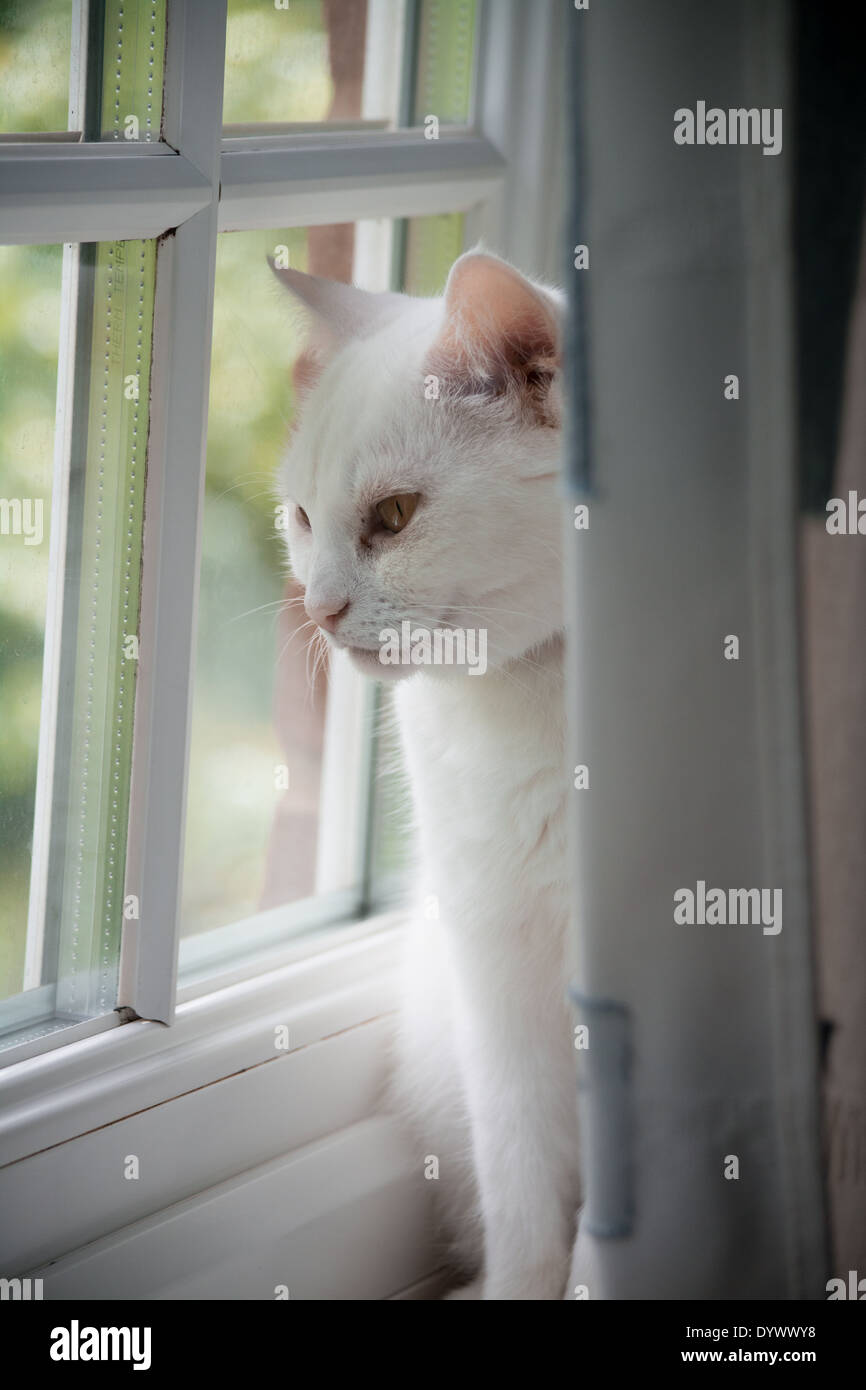 Cat looking out window Stock Photo Alamy