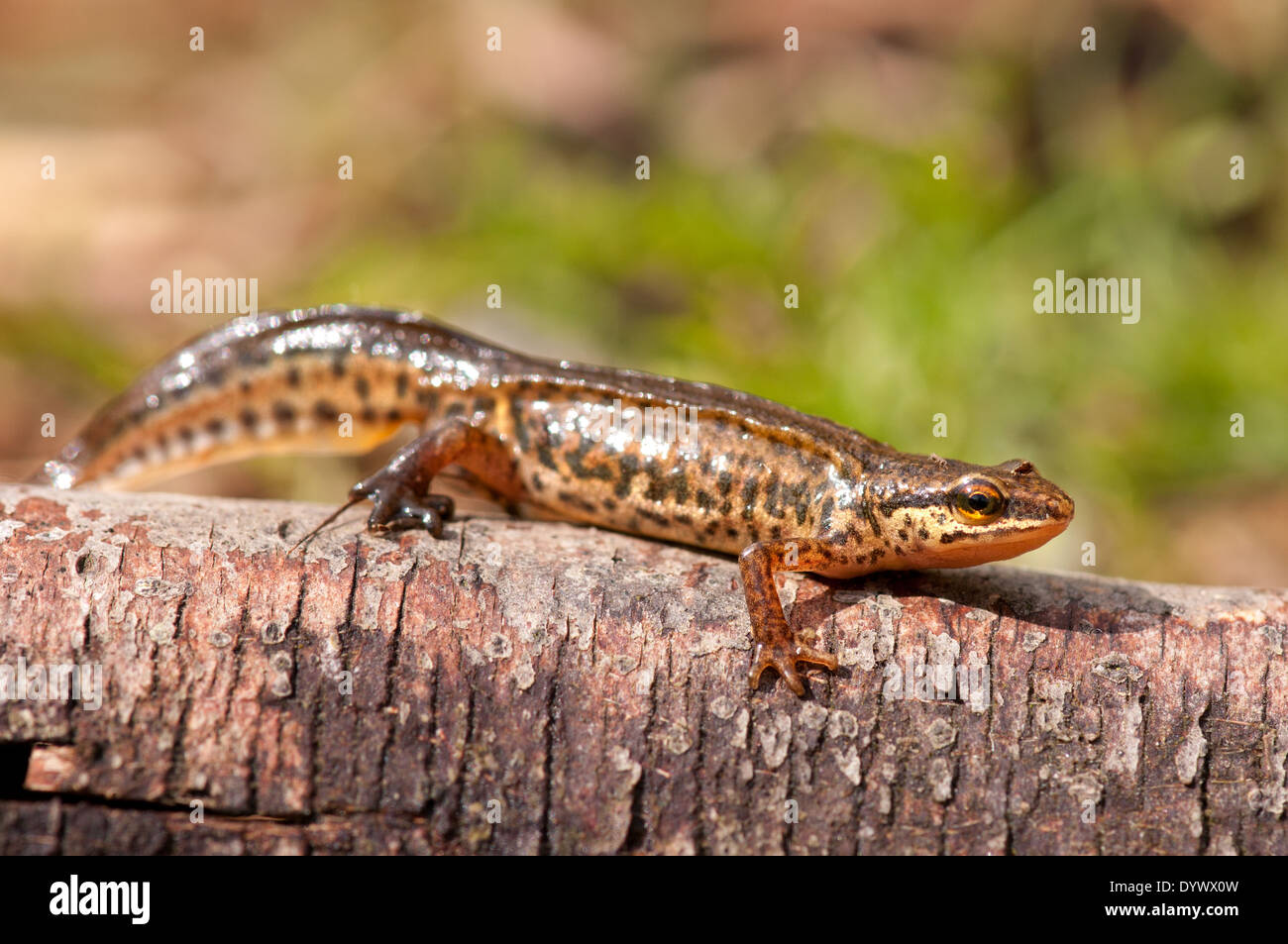 Horizontal portrait of palmate newt, Lissotriton helveticus, walking on a branch. Stock Photo