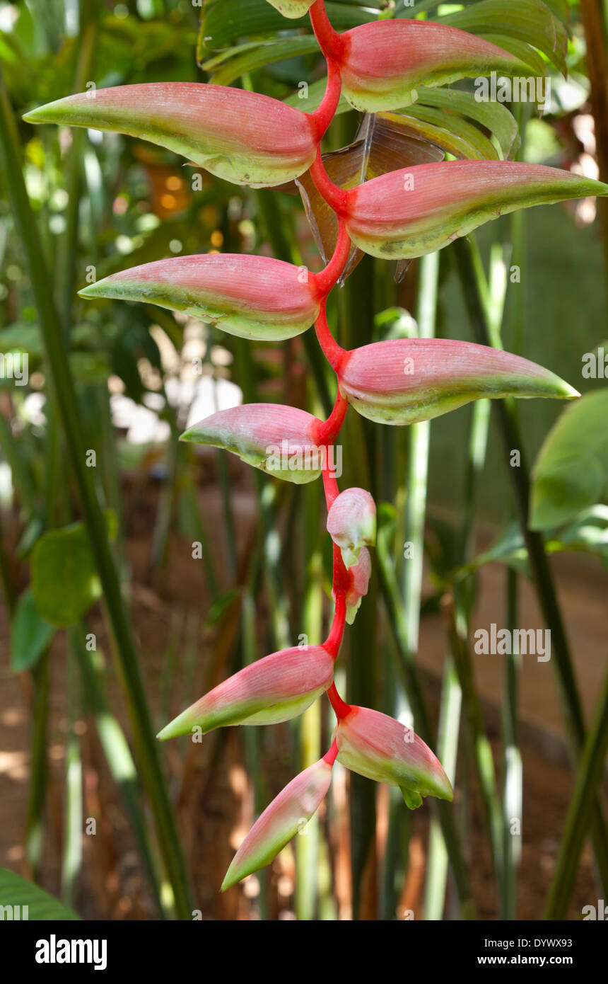 Heliconia flowers in Kandy Botanical Gardens, Sri Lanka 7 Stock Photo