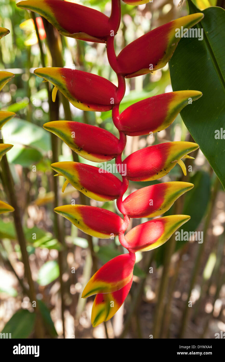 Heliconia flowers in Kandy Botanical Gardens, Sri Lanka 4 Stock Photo