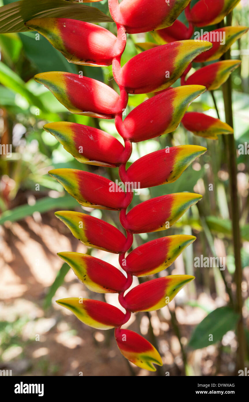 Heliconia flowers in Kandy Botanical Gardens, Sri Lanka 3 Stock Photo