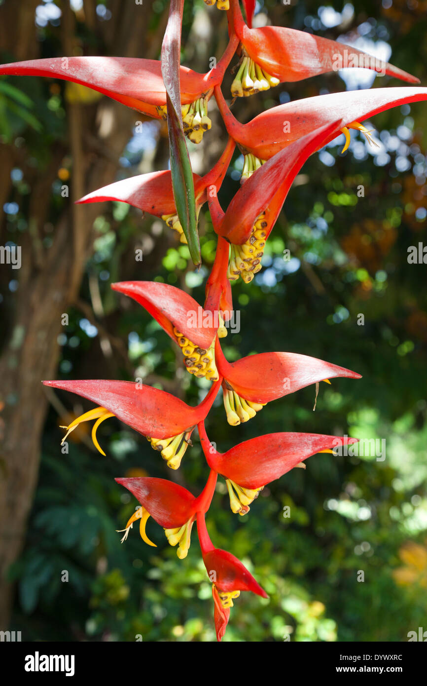 Heliconia flowers in Kandy Botanical Gardens, Sri Lanka Stock Photo