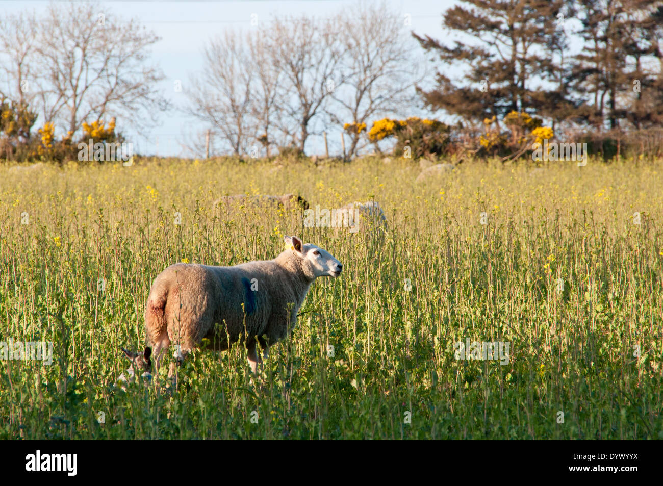 Sheep in meadow in late evening sunlight Stock Photo