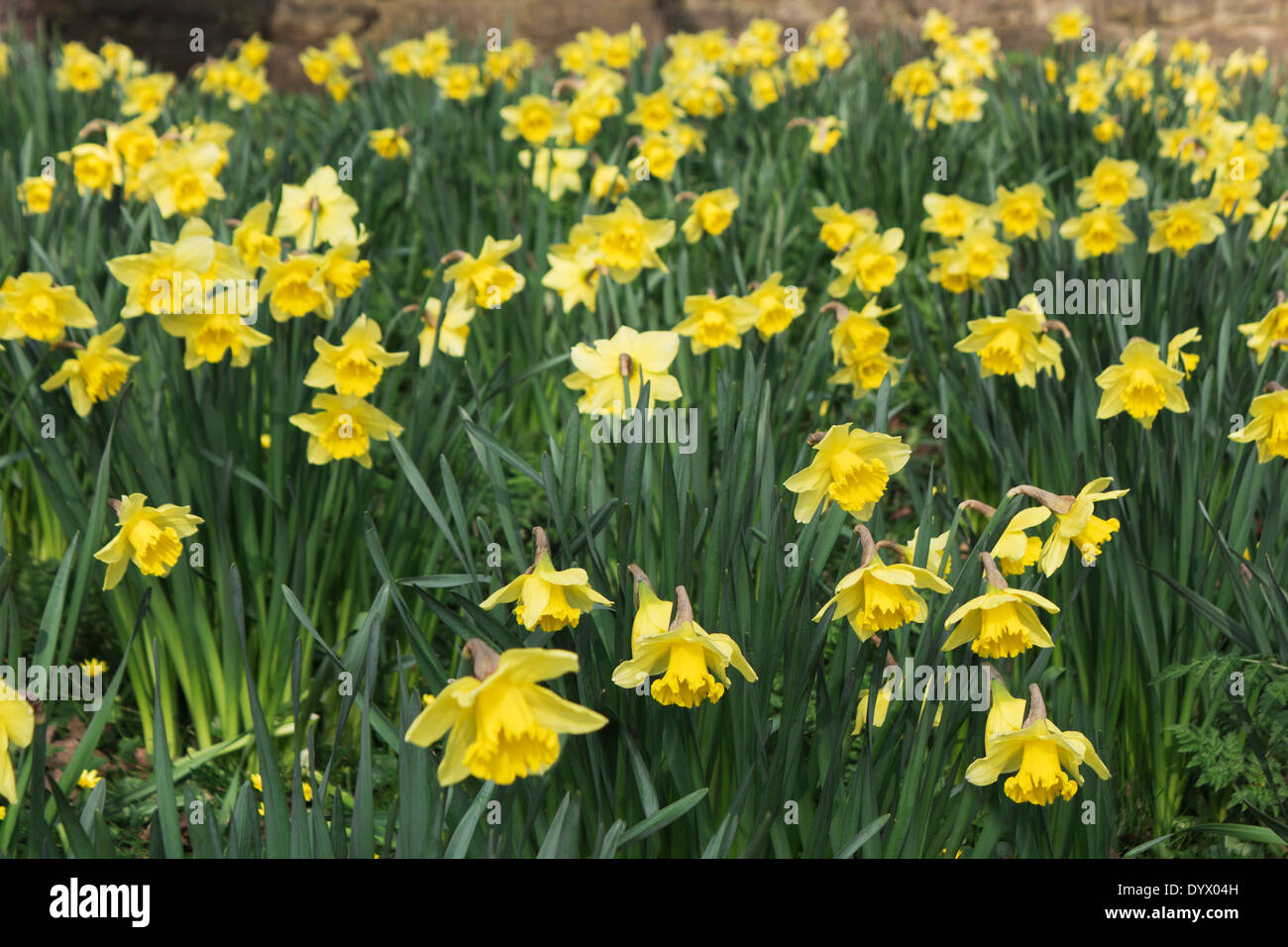 Golden daffodils in spring. Stock Photo