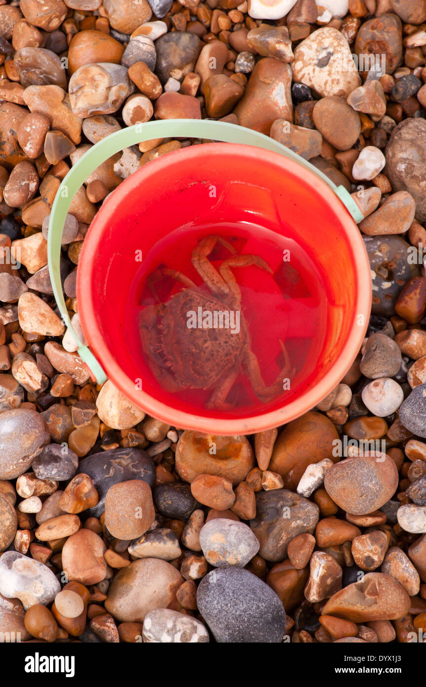 Crab In A Plastic Childrens Seaside Bucket Stock Photo Alamy