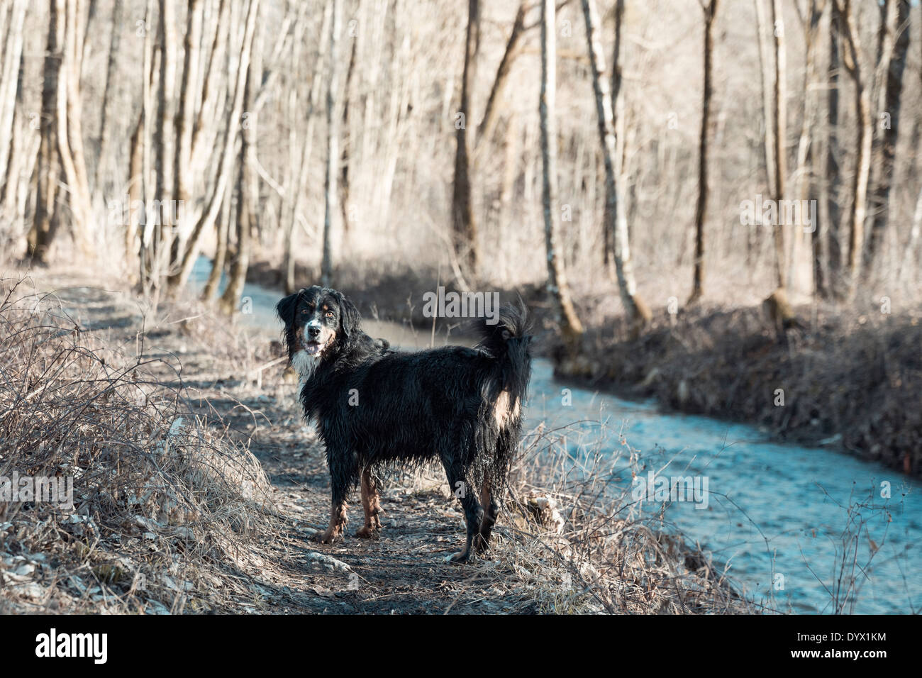 A dog looking back on a trail next to a river in the woods with sun coming through the branches. The dog is black white Stock Photo