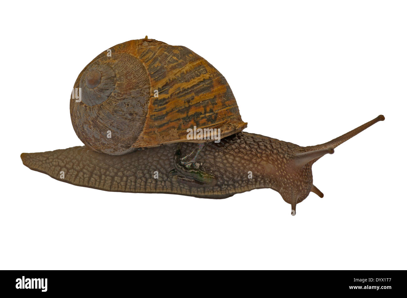 Garden Snail Cornu aspersum Stock Photo - Alamy