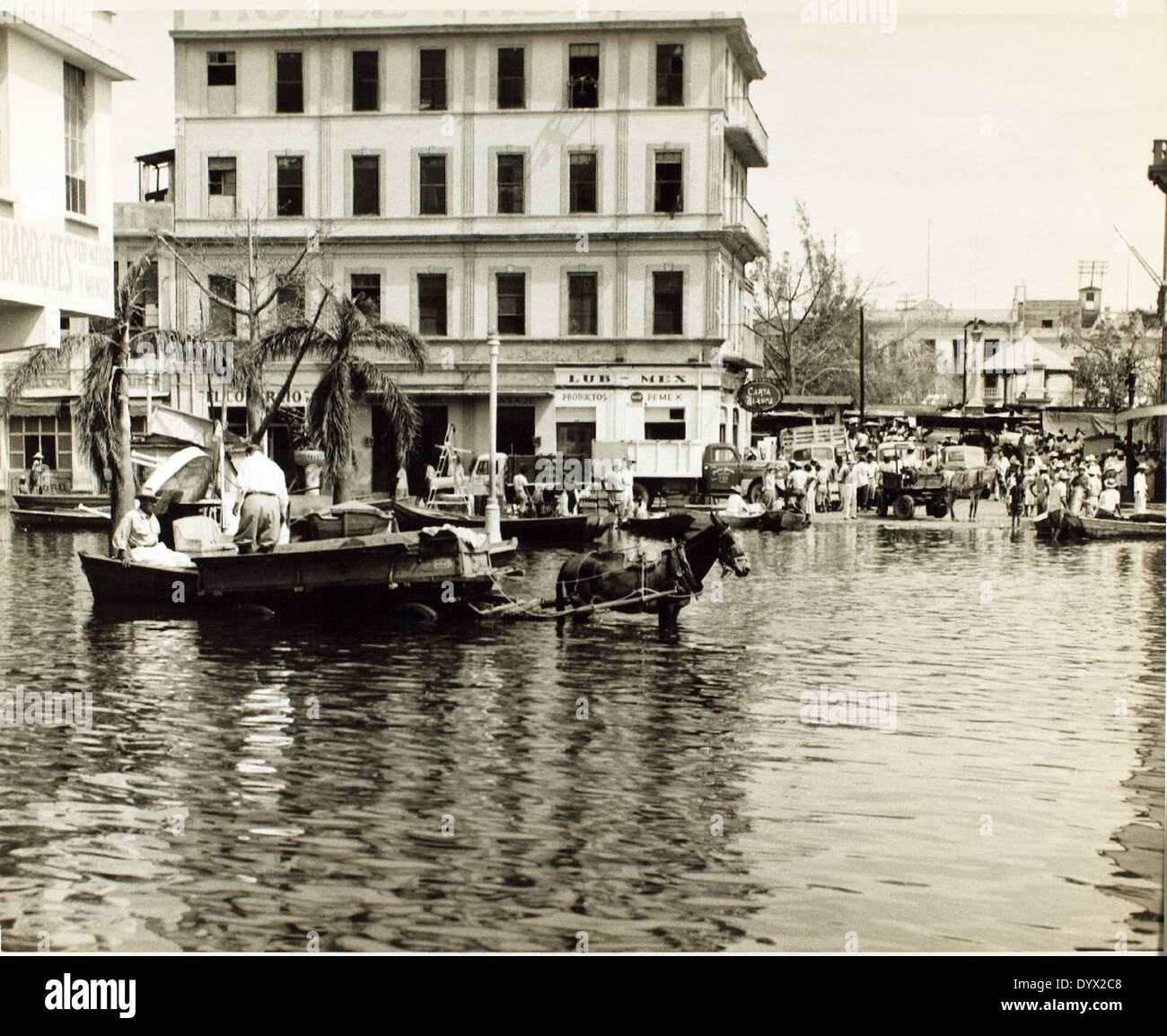 This photo captures Mexican civilians with their donkey cart, laden with personal belongings, following the devastation caused by Hurricane Janet in Tampico, Mexico. The flood's impact was significant, leading to widespread relief efforts. Stock Photo