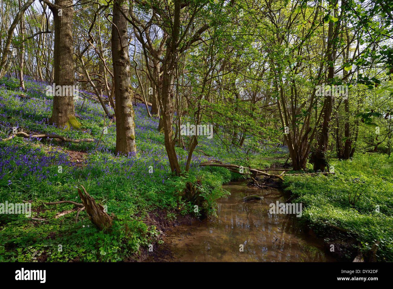 A carpet of bluebells at Guestling Wood, Pett, East Sussex. UK Stock Photo