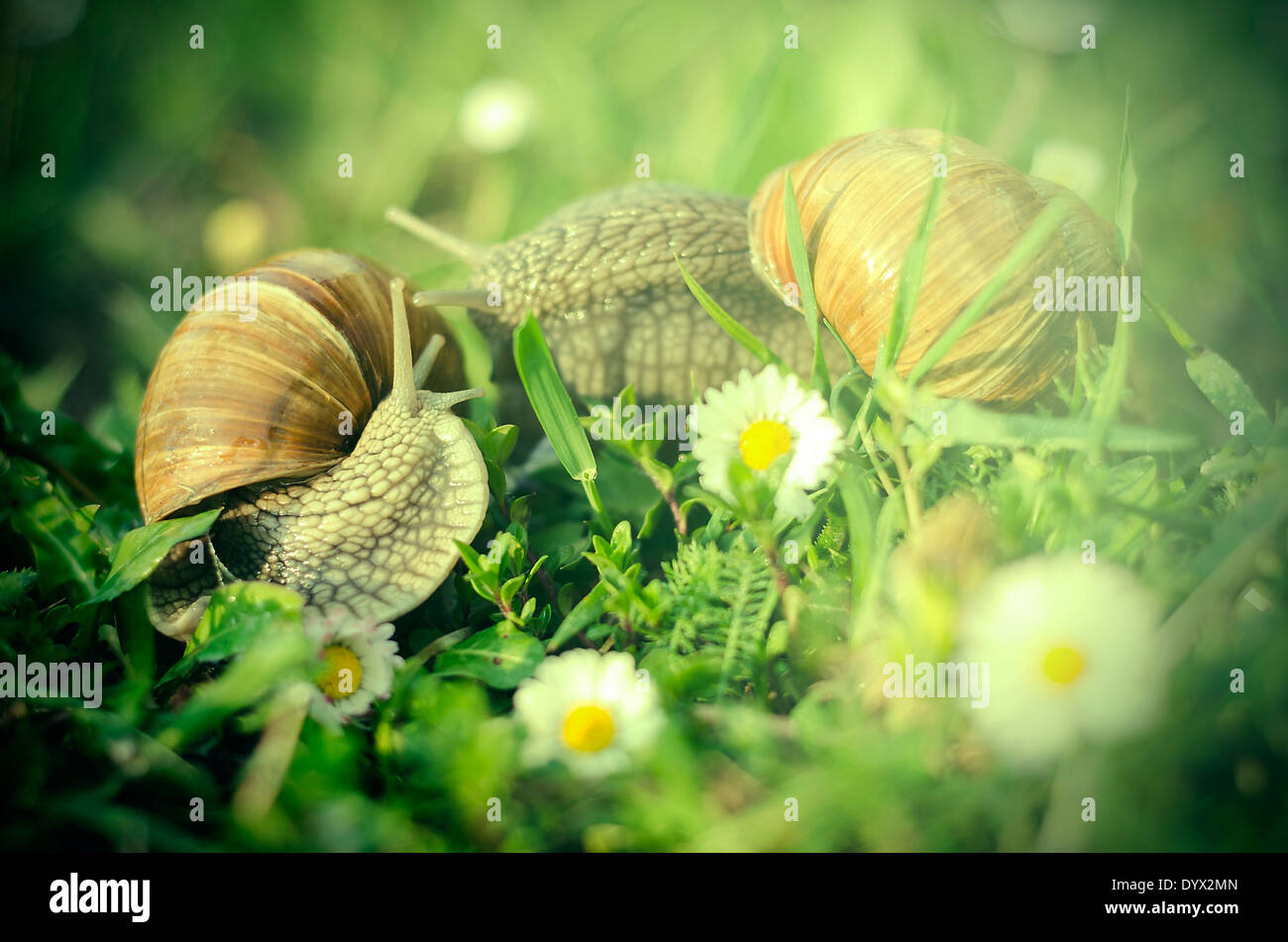 Big Snails in the green grass Stock Photo Alamy