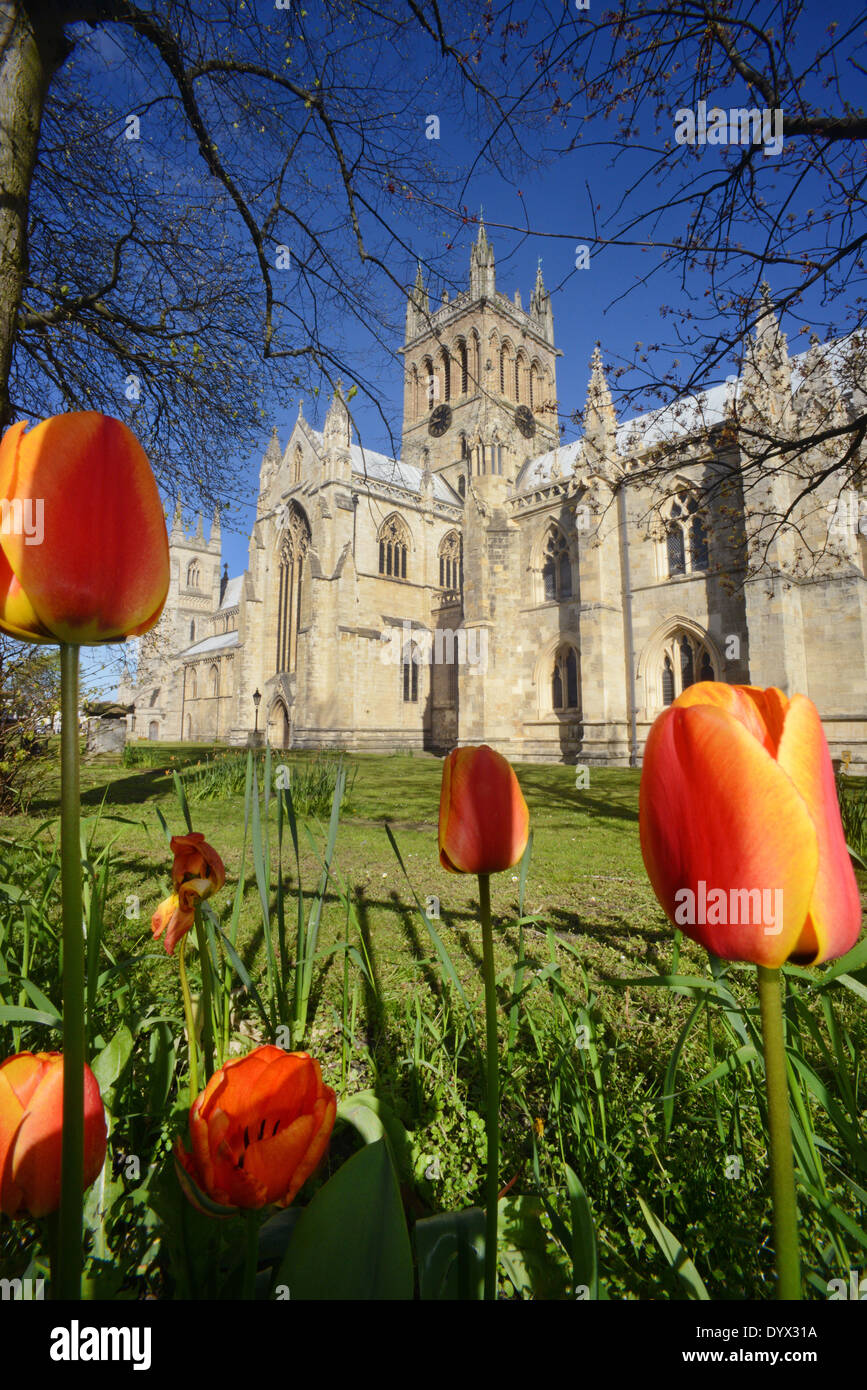 selby abbey at springtime founded in 1069 by benedict of Auxerre north yorkshire united kingdom Stock Photo