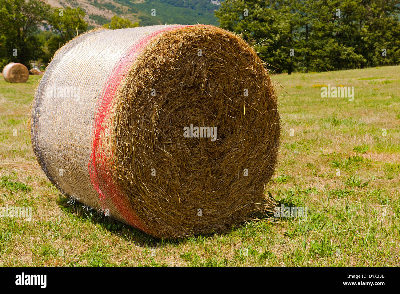 Hay bale on a grass field in a day of summer Stock Photo - Alamy
