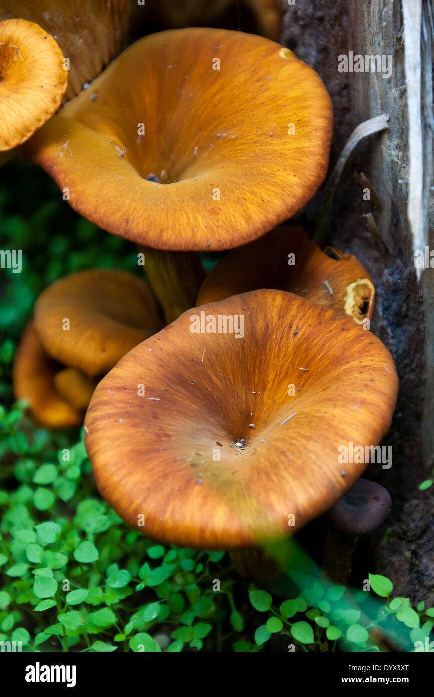 fungus growing on a tree trunk Stock Photo - Alamy