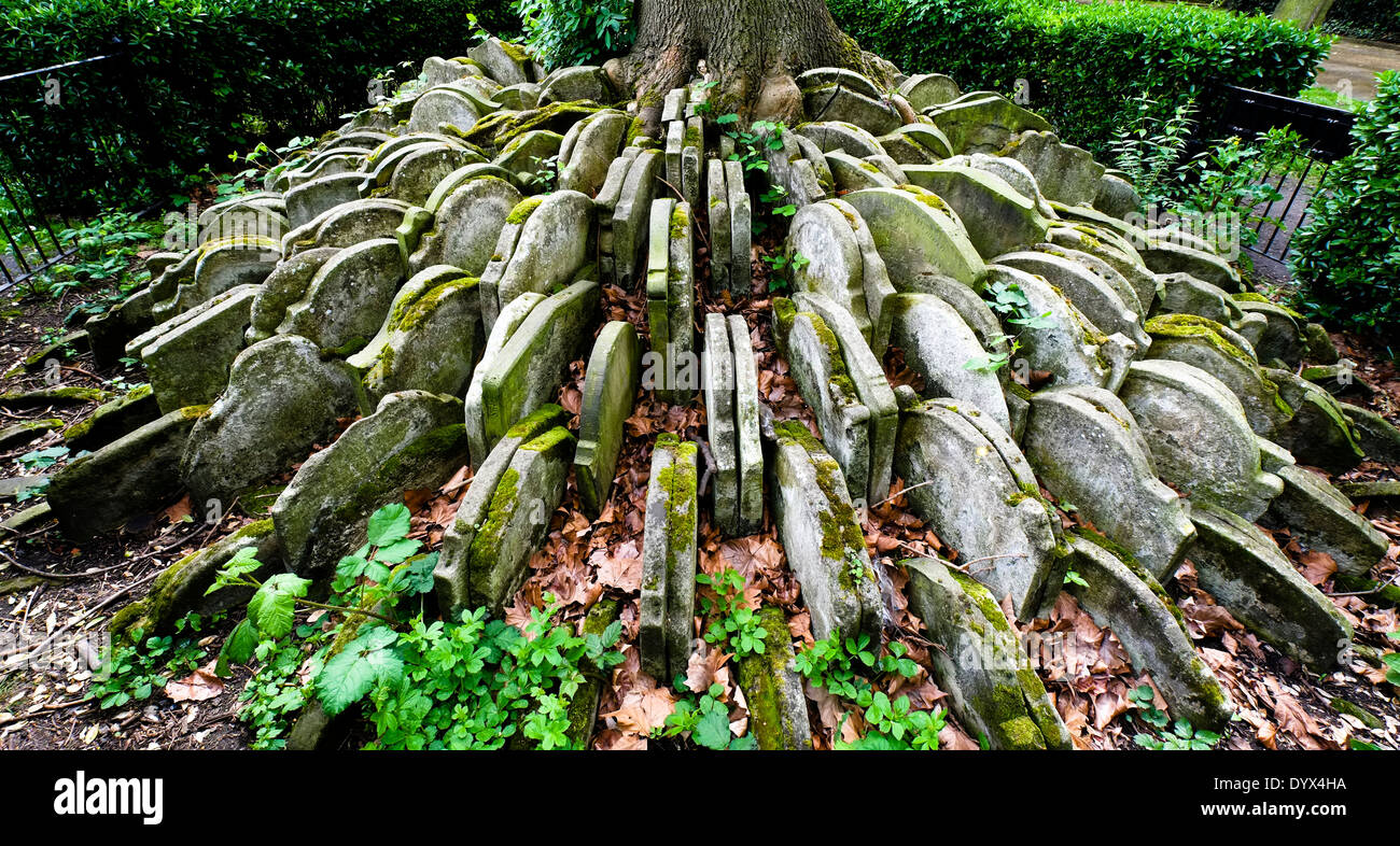 The Hardy Tree Stock Photo Alamy