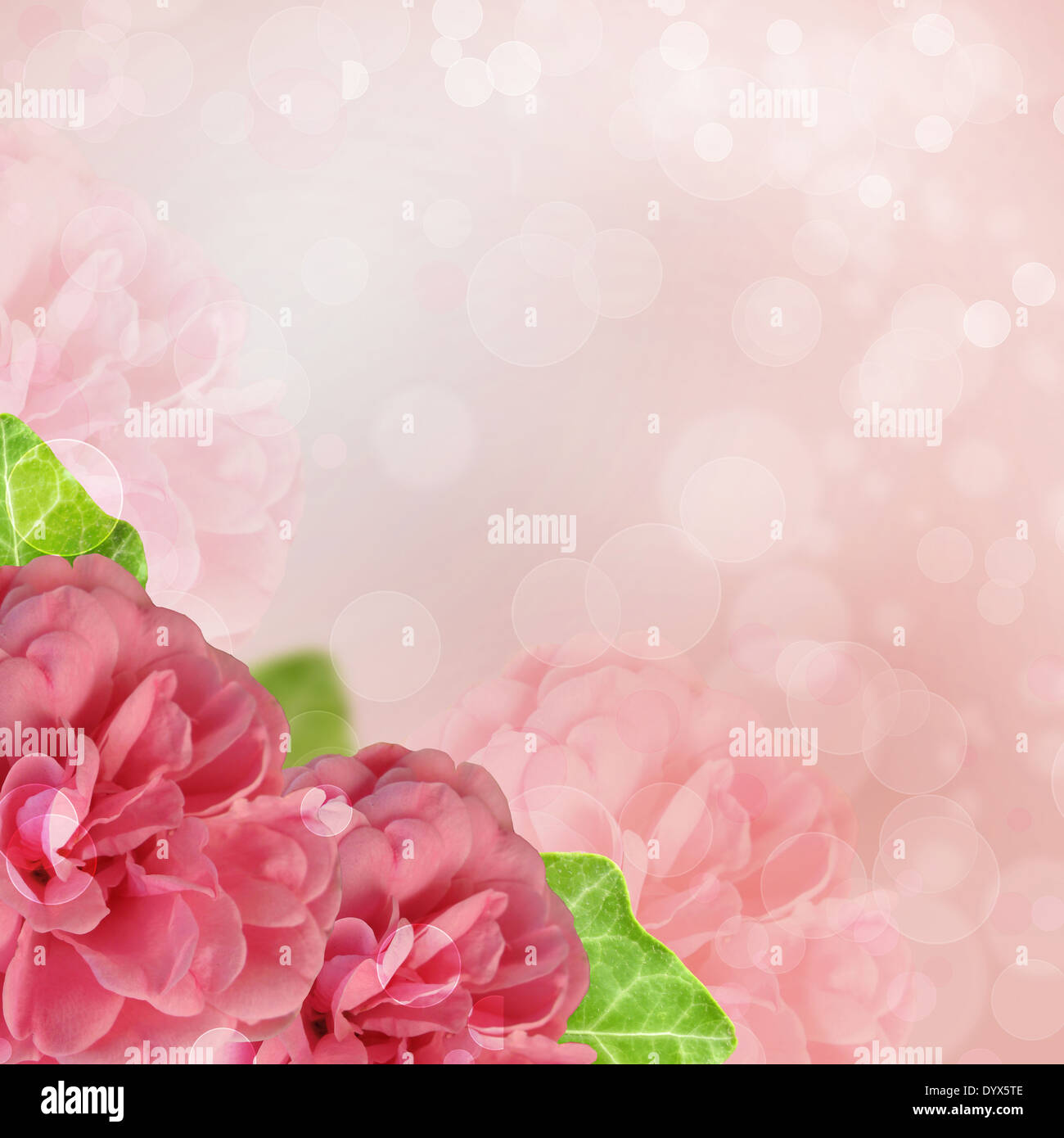 Beautiful pink rose on bokeh background Stock Photo - Alamy