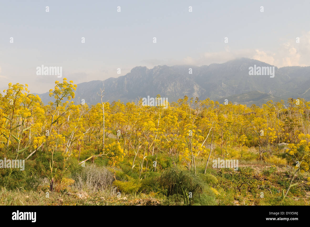 Giant wild fennel growing near the cast at Lapta with misty Besparmak