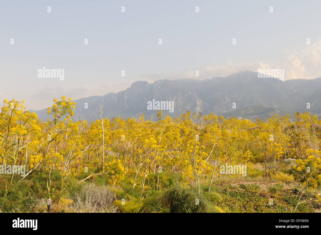 Giant wild fennel growing near the cast at Lapta with misty Besparmak
