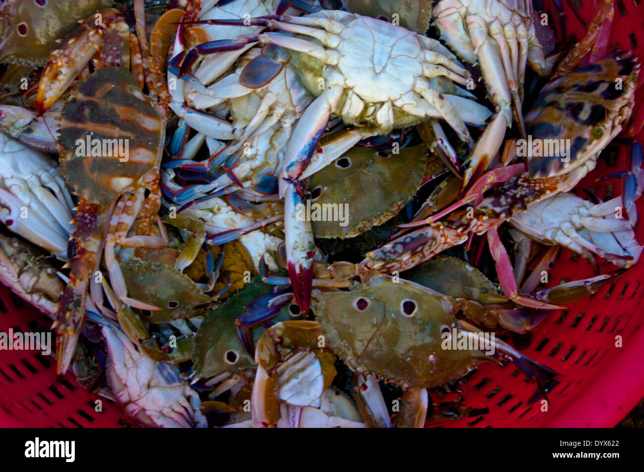 Crab basket hi-res stock photography and images - Alamy