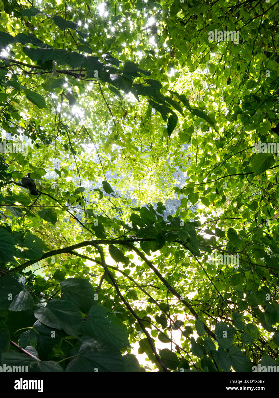 Looking up through tree foliage, lovely shades of green Stock Photo