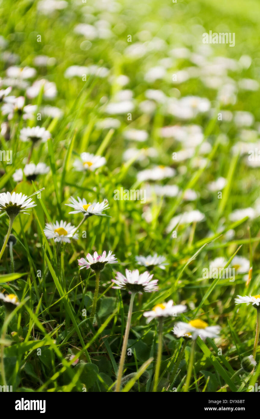 daisy's blooming in spring sun Stock Photo