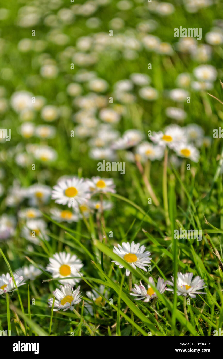 daisy's blooming in spring sun Stock Photo