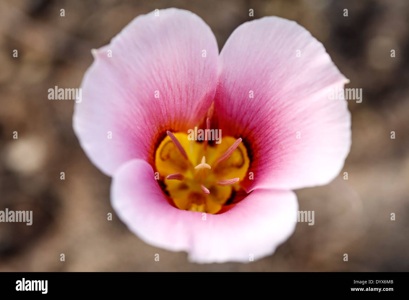 Sego Lily High Resolution Stock Photography And Images Alamy