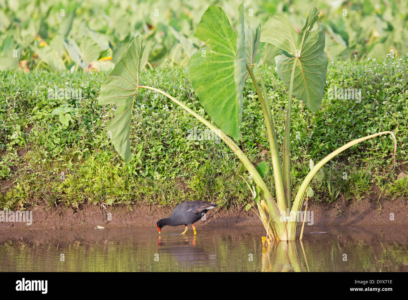 Hawaiian Gallinule (Gallinula galeata sandvicensis) foraging in taro pond on Kauai, Hawaii Stock Photo