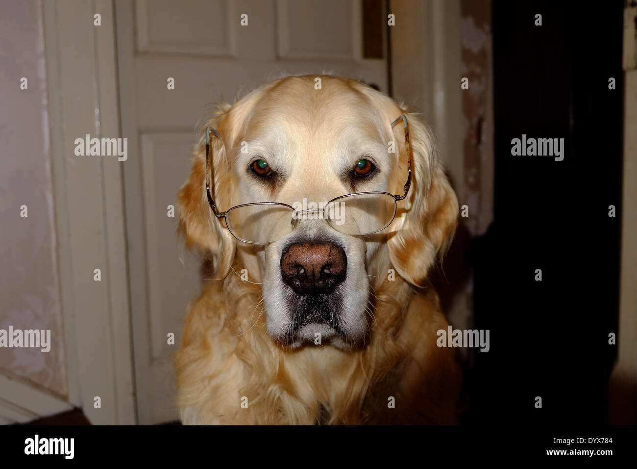 Golden retriever wearing glasses Stock Photo - Alamy