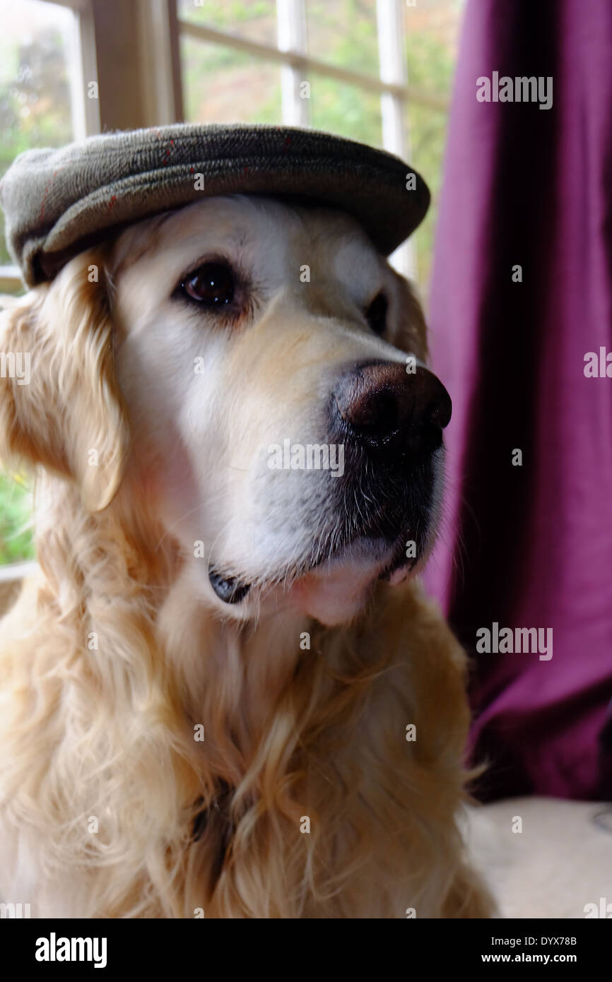 Dog in flat cap. Stock Photo