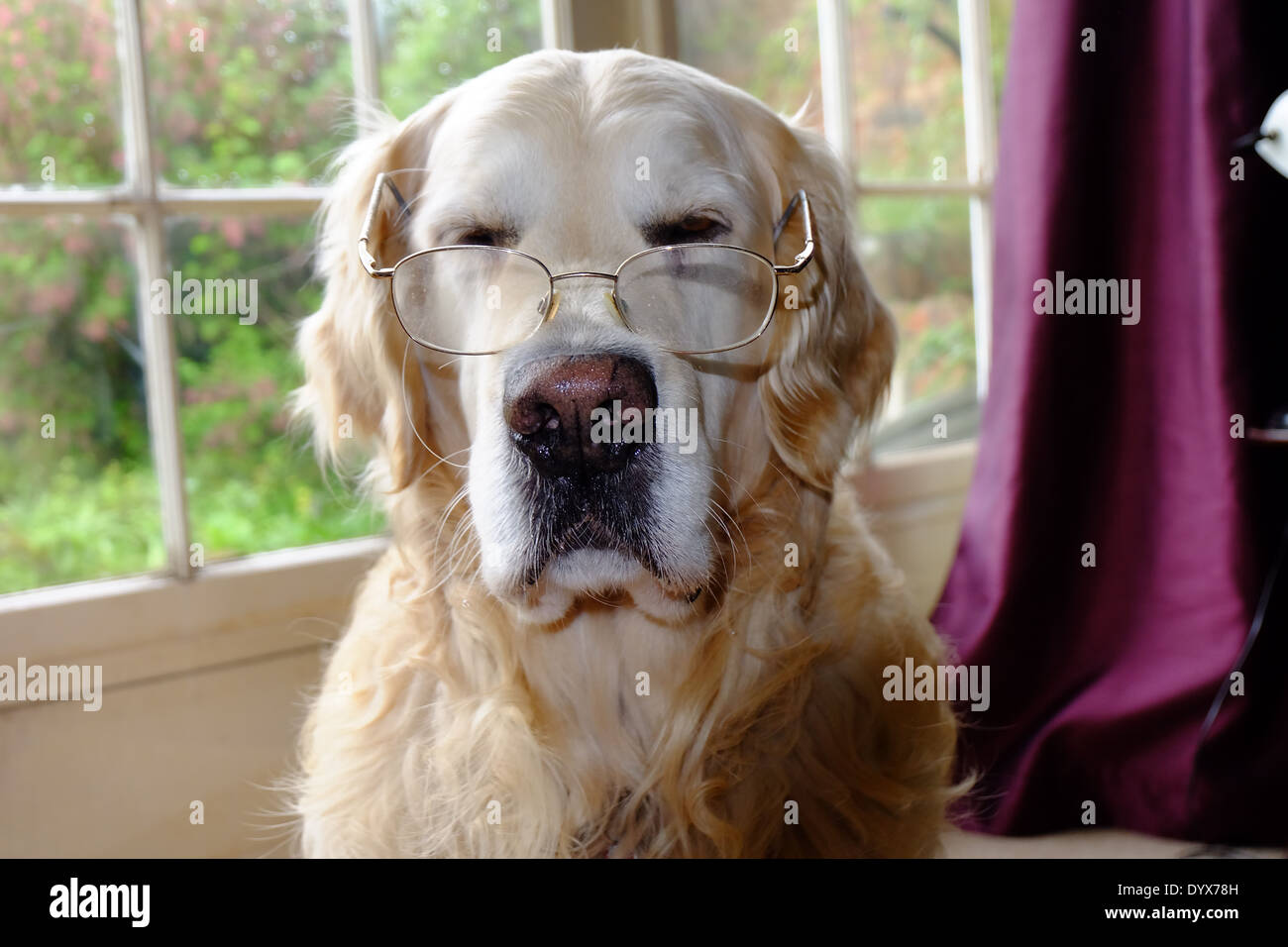 Dog wearing glasses Stock Photo Alamy