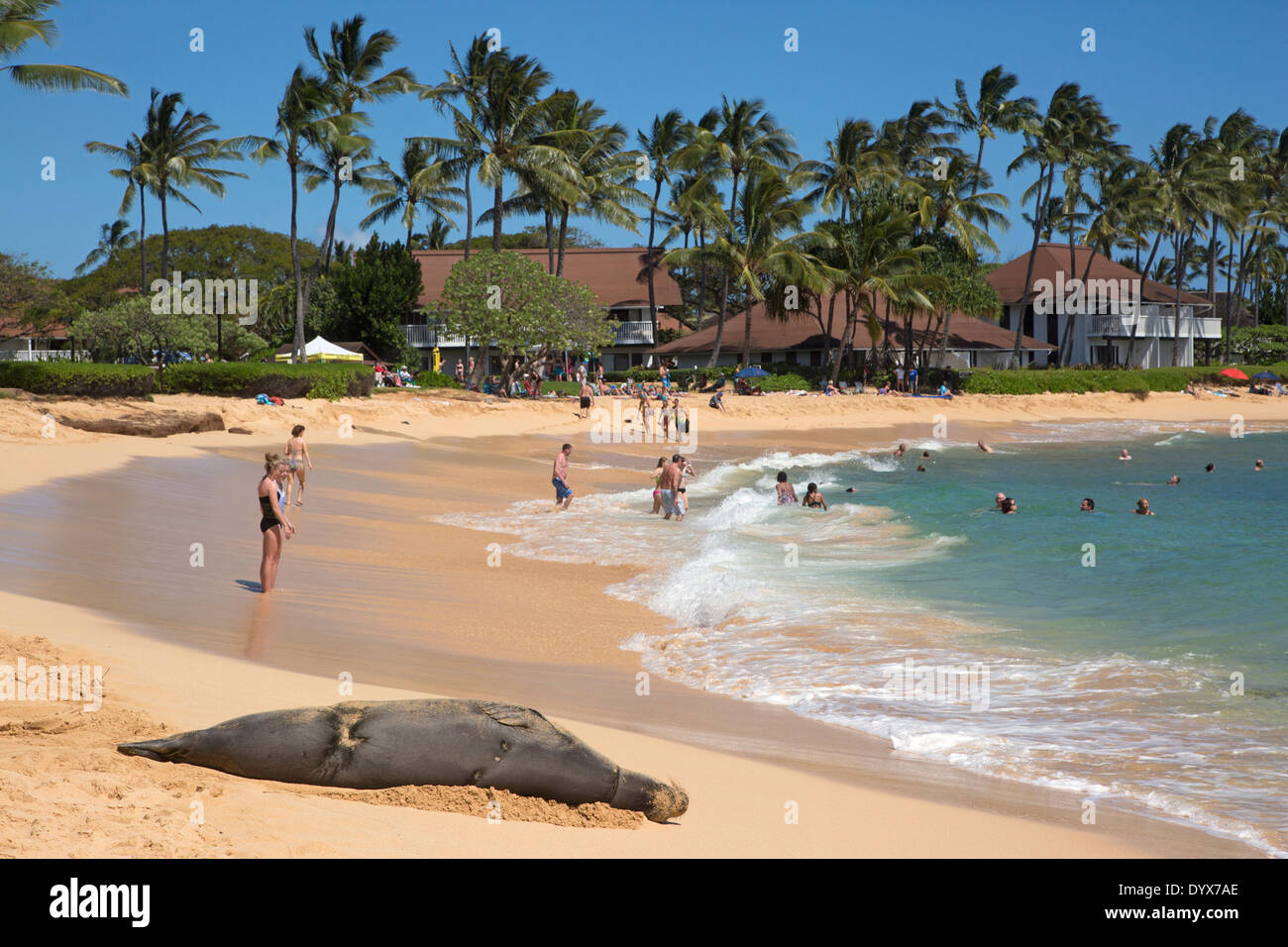 Pregnant Hawaiian Monk Seal sharing Poipu Beach with tourists while sleeping on the sand at Pacific Ocean shore in Kauai (Neomonachus schauinslandi) Stock Photo