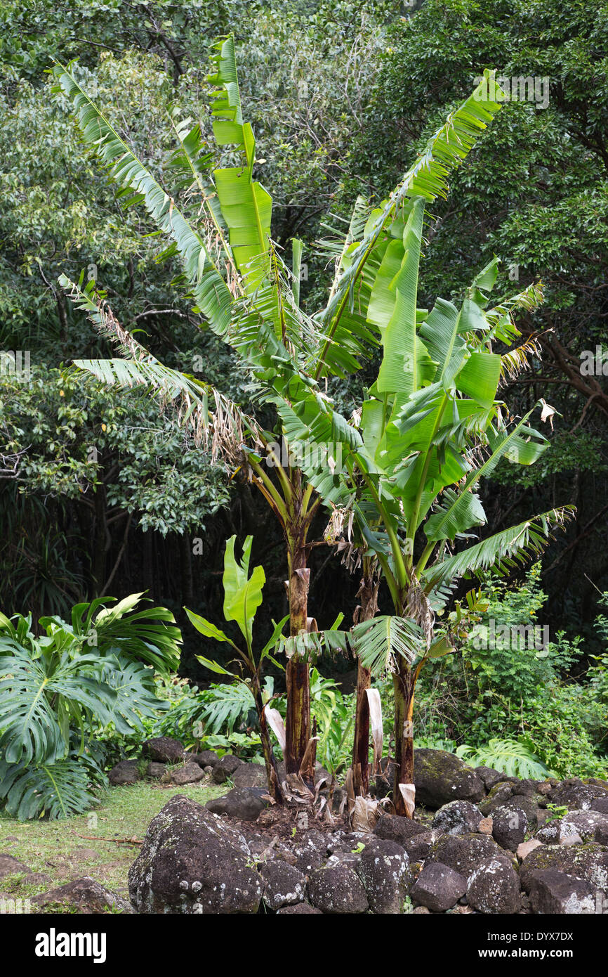 Mai'a, Hawaiian banana (Musa acuminata x balbisiana) at Limahuli Garden on Kauai Stock Photo