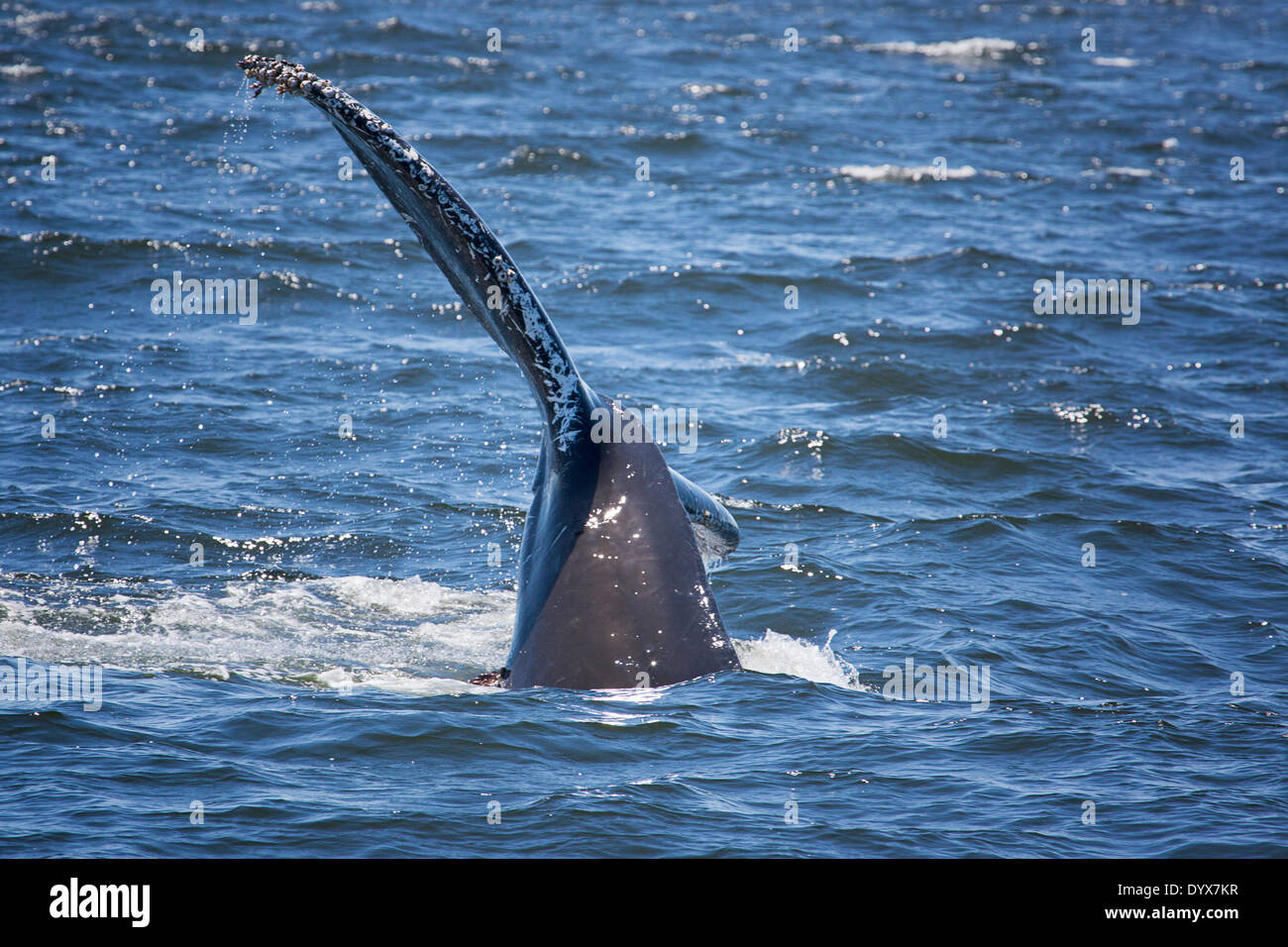 Humpback whale diving in Monterey Bay Stock Photo