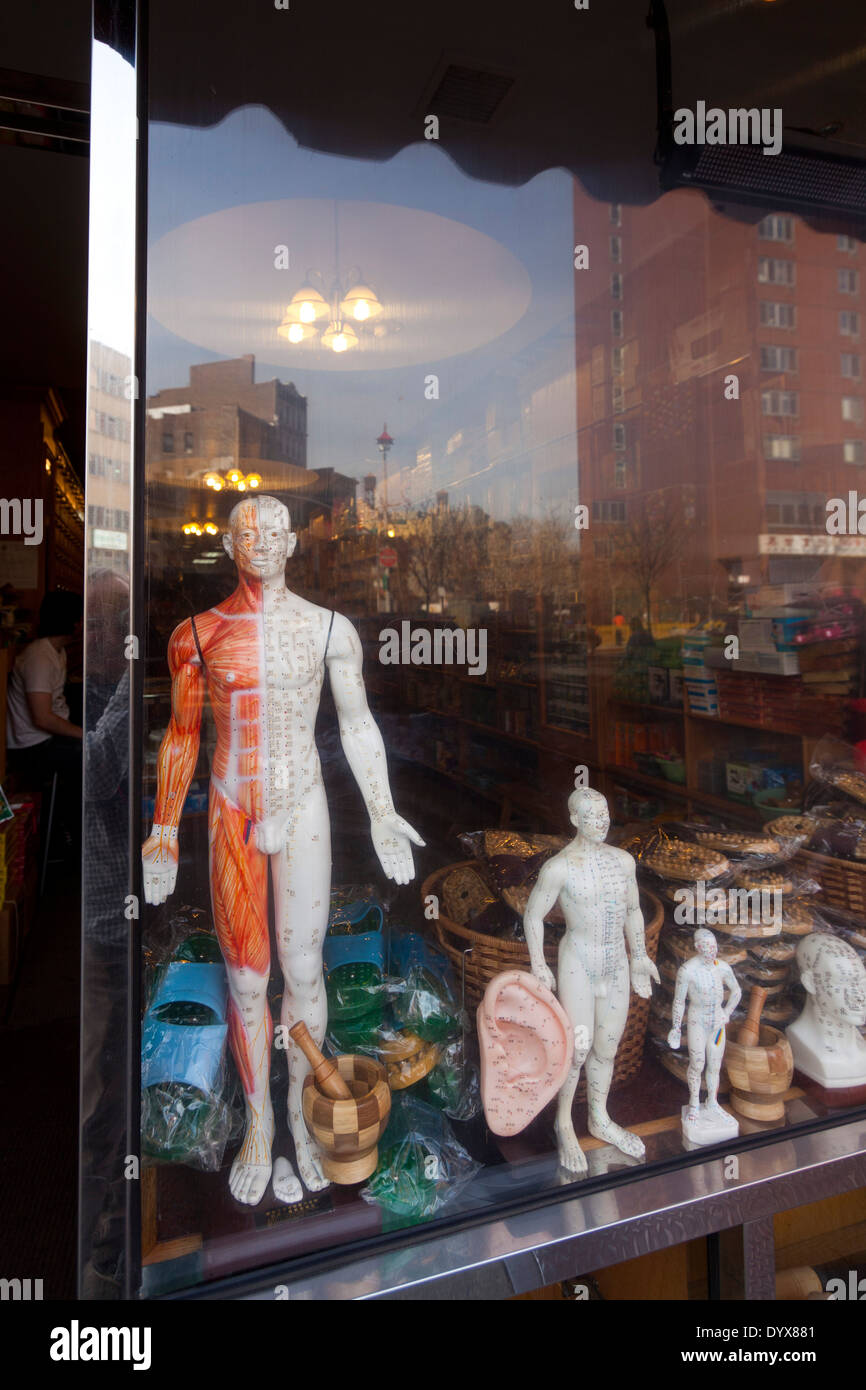 acupuncture models, Chinatown, Manhattan, New York City, New York Stock