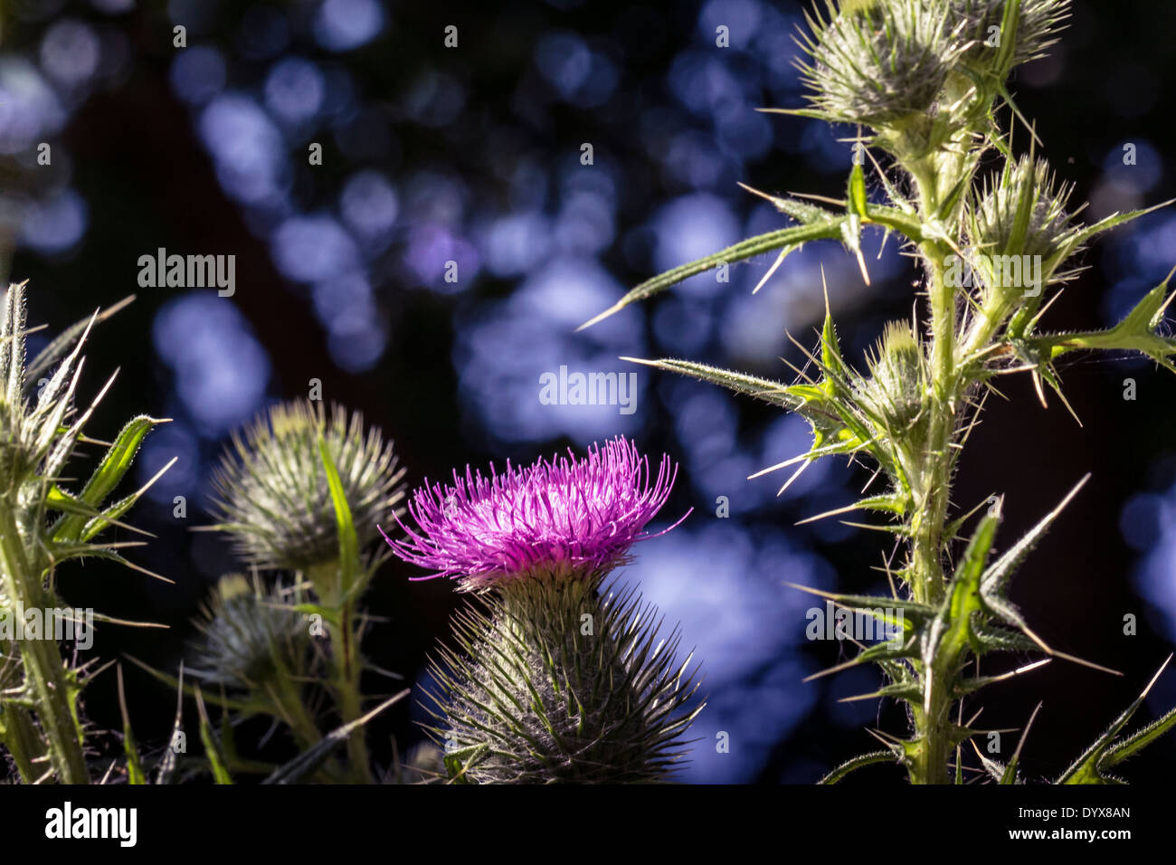 Blooming artichokes. Looks like a scene from an extraterrestrial
