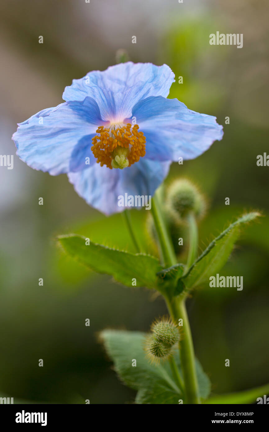 A Beautiful backlit Himalayan Blue Poppy Stock Photo - Alamy