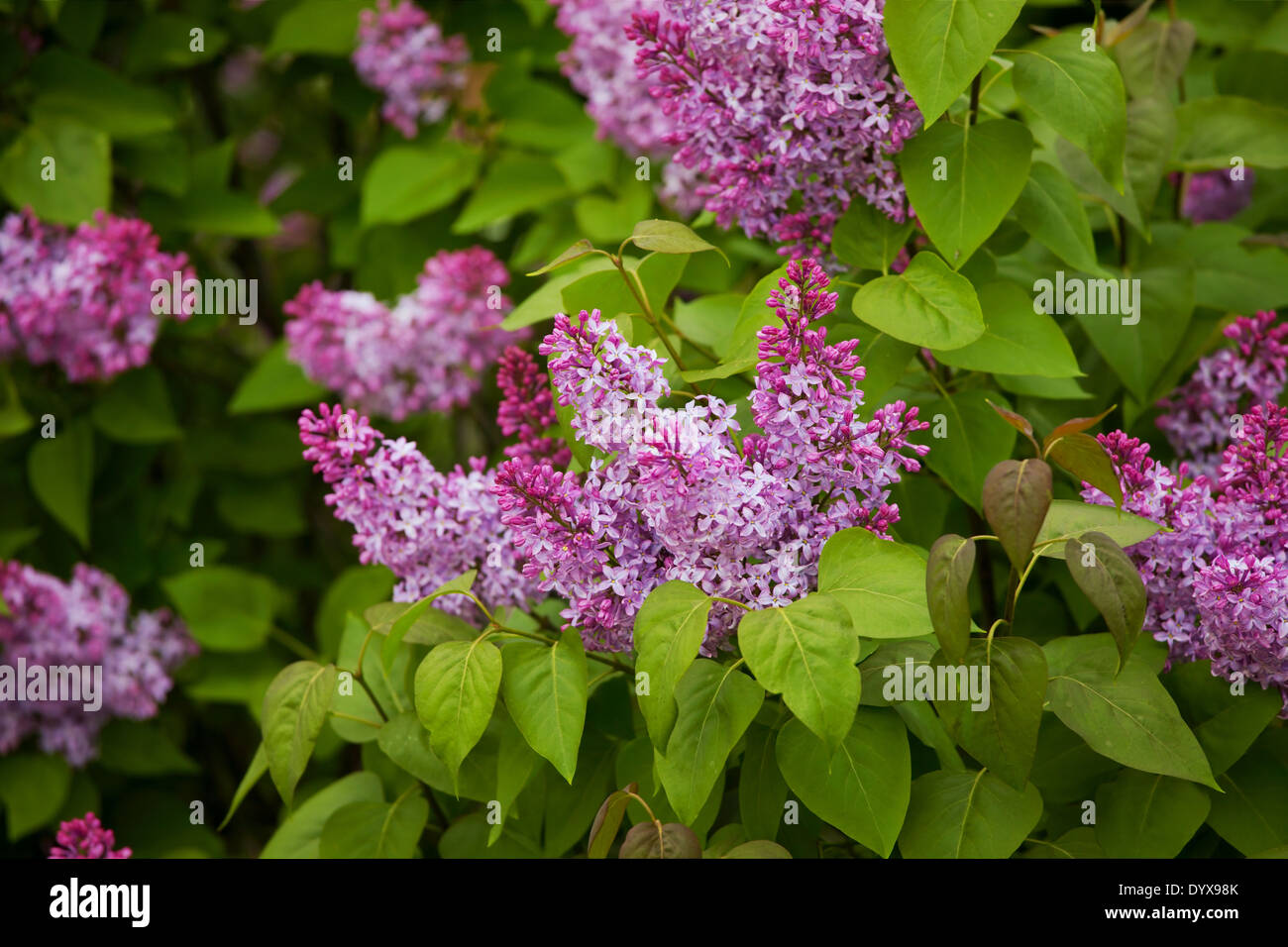 Common purple lilac syringa vulgaris hires stock photography and