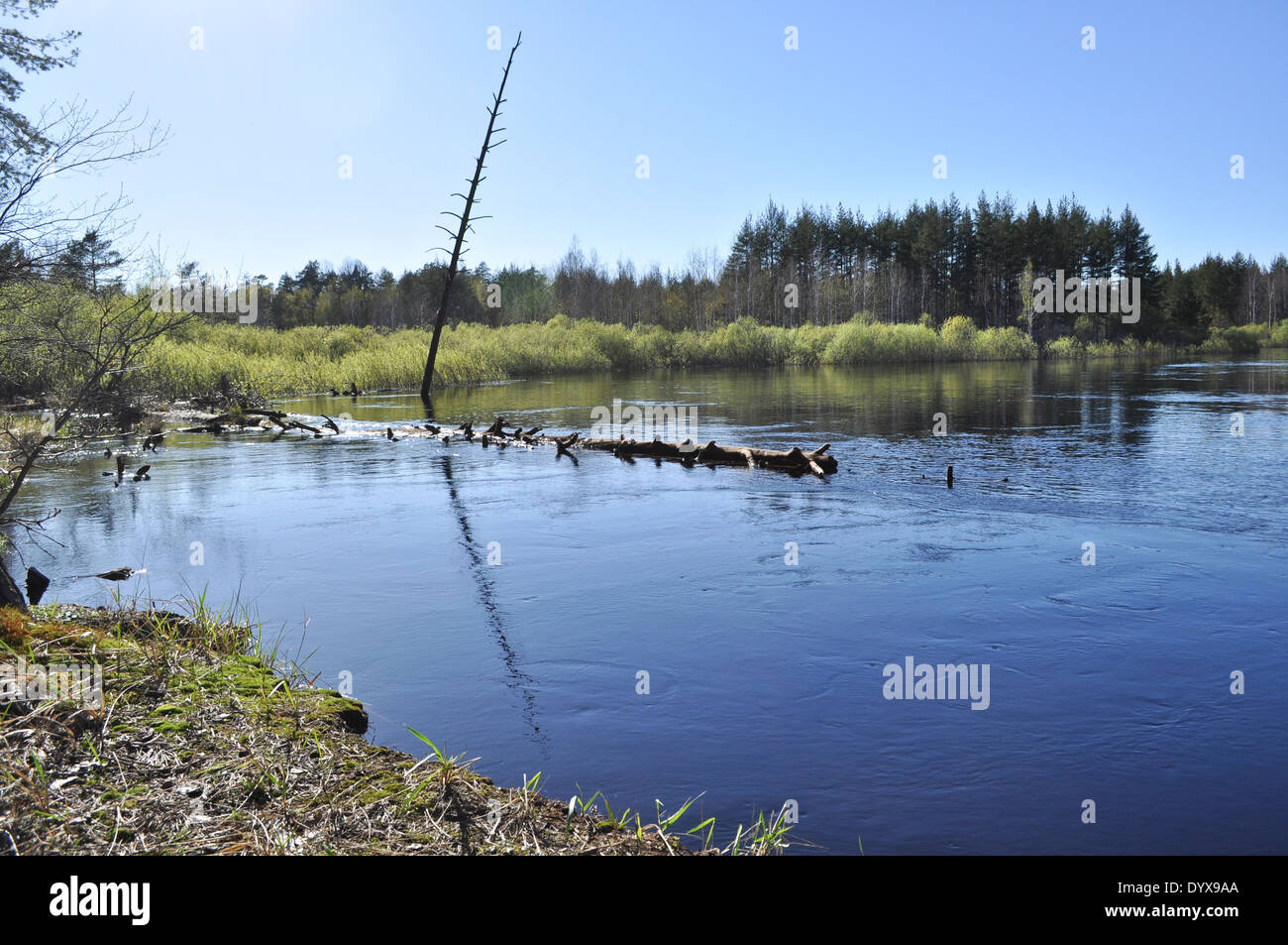 Landscapes and detail of the nature in the forest on the river Bank in ...