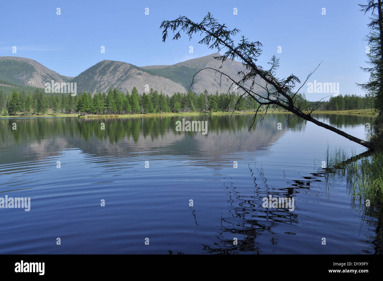 Yakutia, summer landscape mountain lakes at Oymyakon plateau in the ...