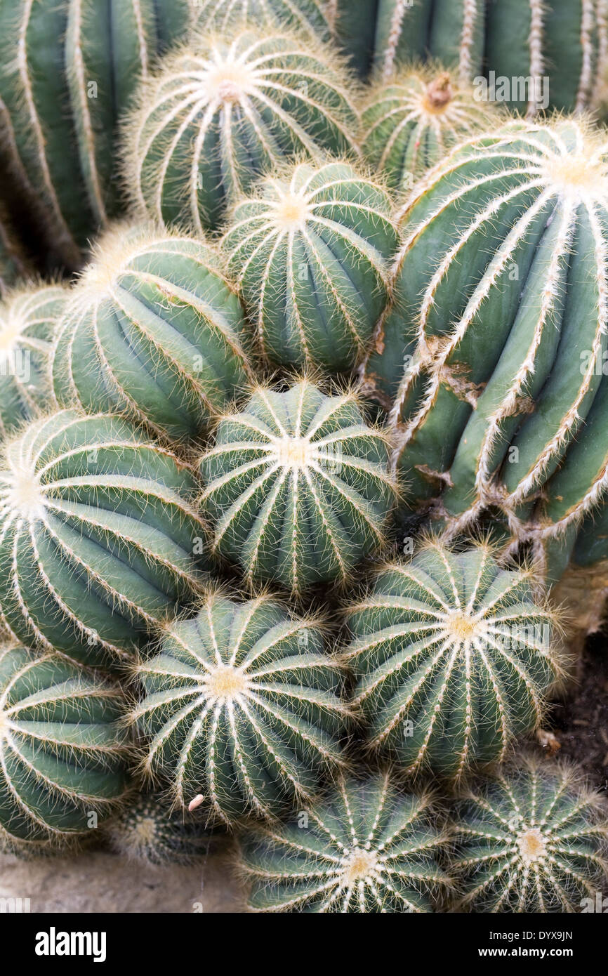 Parodia magnifica. Ball cactus. Stock Photo