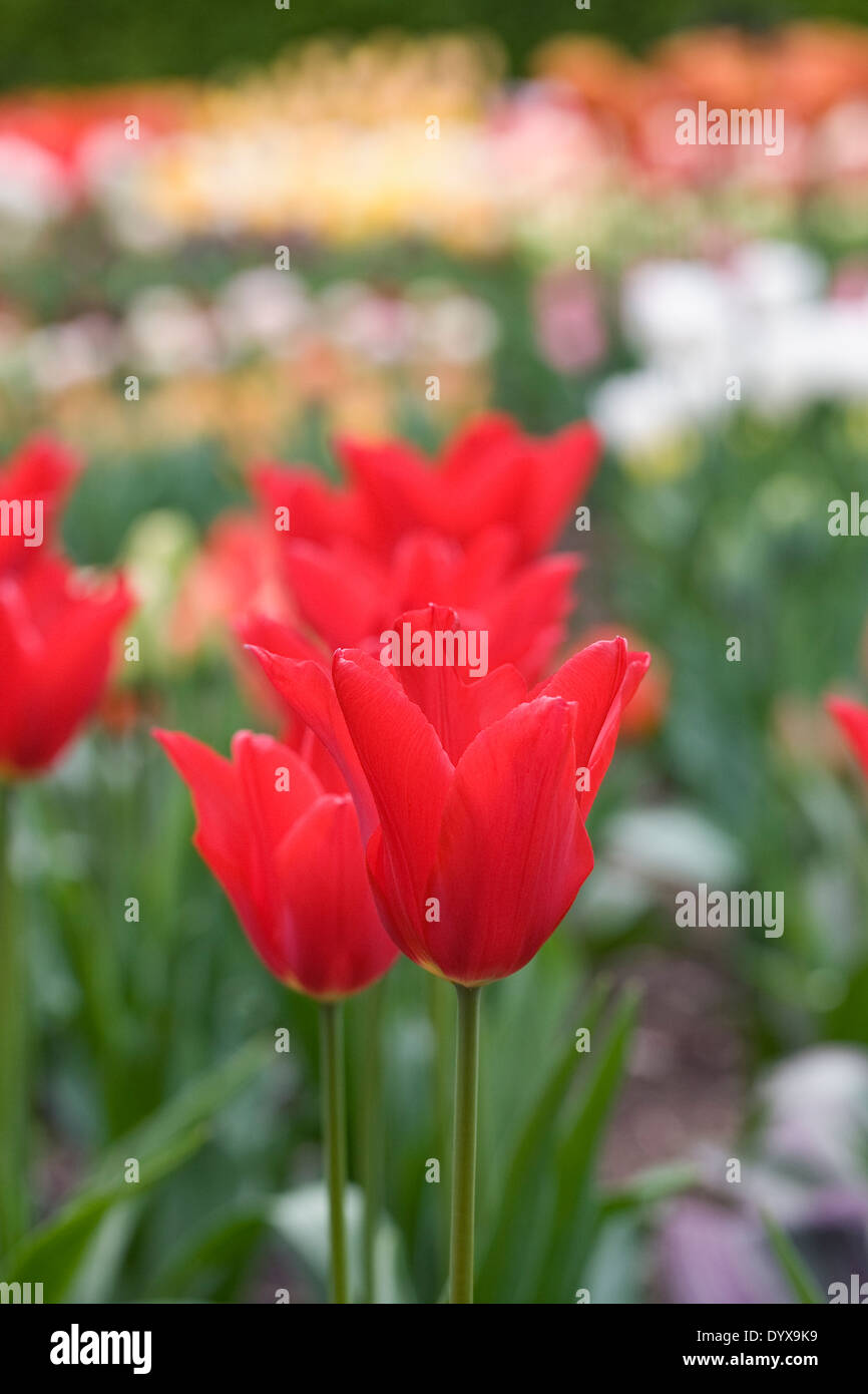 Tulipa 'Moneymaker' in the garden. Stock Photo