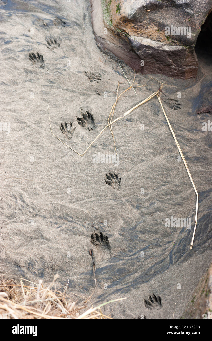 Ominous looking wildlife tracks in hard sand near water Stock Photo